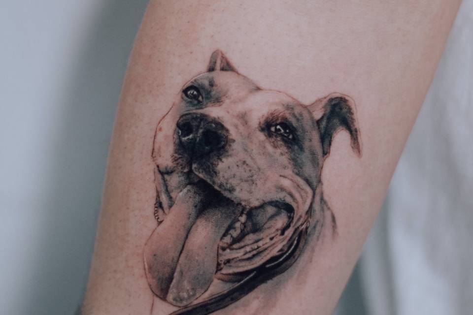 Pitbull