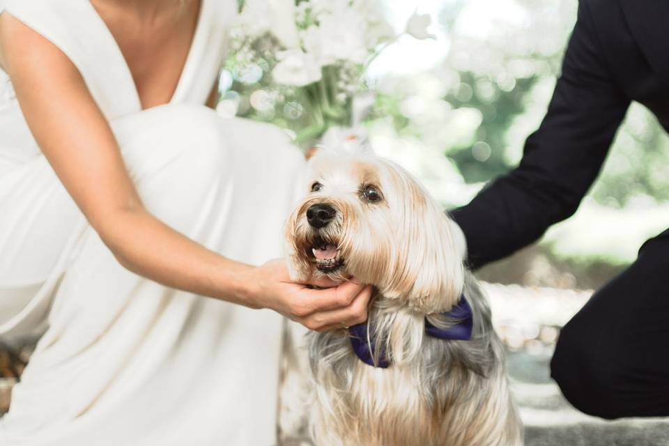 Boda con tu familia peluda