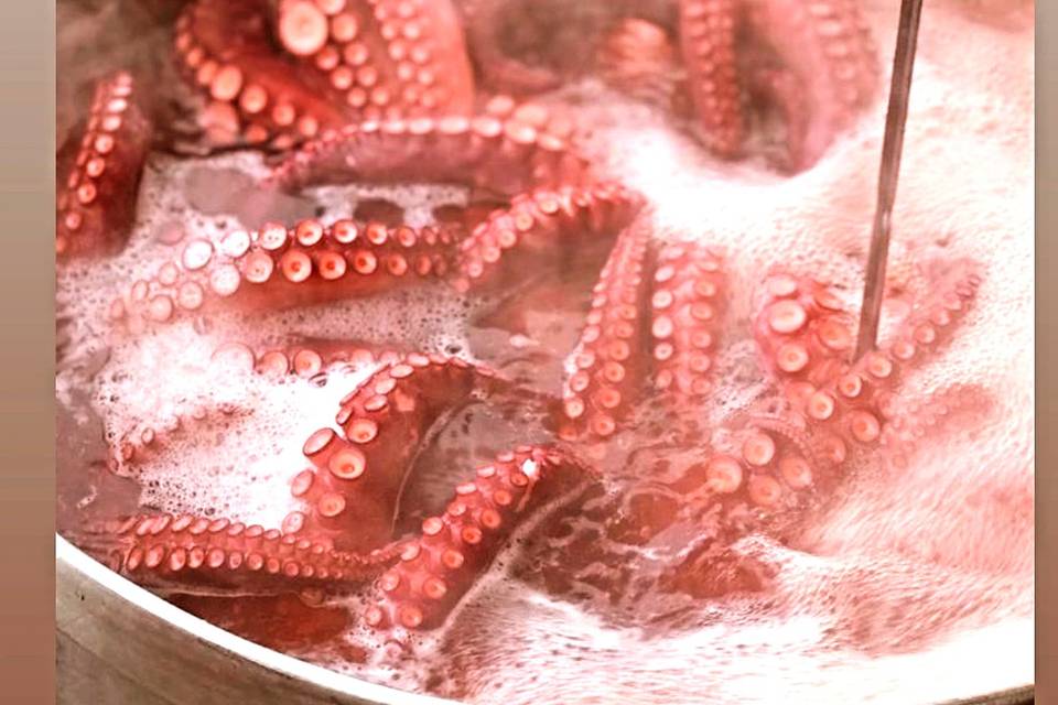 Pulpo