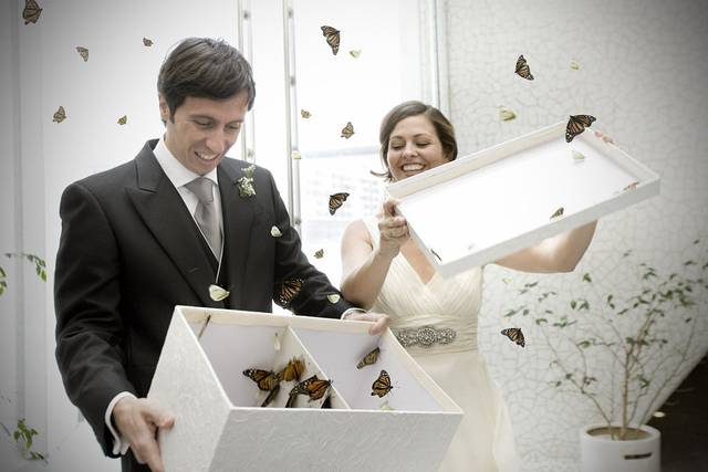 Mariposas, palomas y rapaces