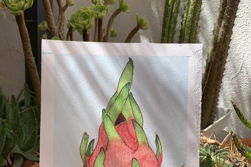 Ilustración Fruta del Dragón
