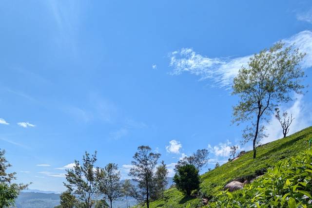 Campos de té