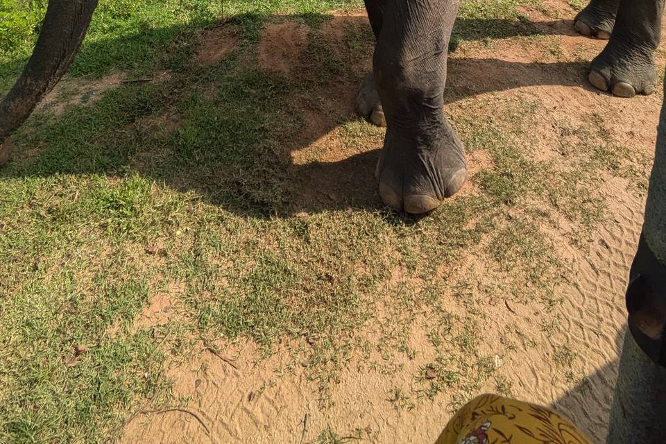 Safari en Sri Lanka