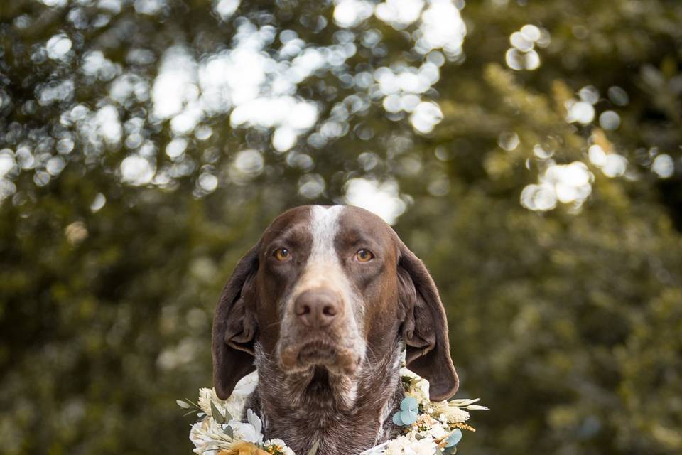 Collar para vuestra mascota