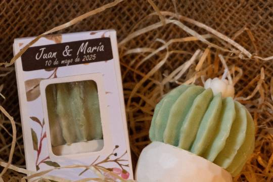 Vela cactus
