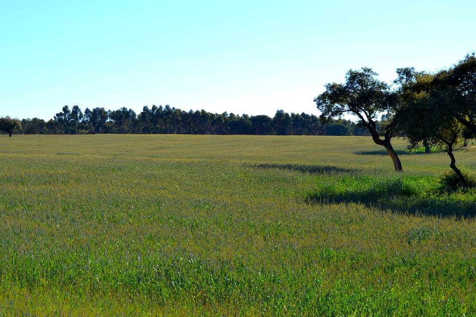 Dehesa del Duque