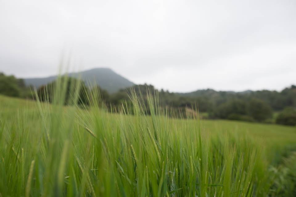 Campo Abril-Mayo