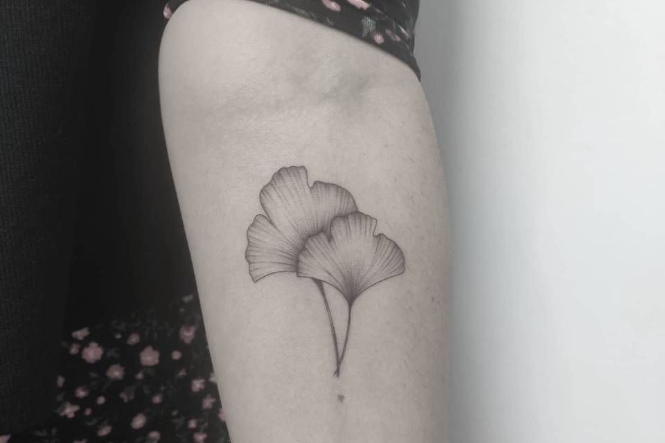 Gingko