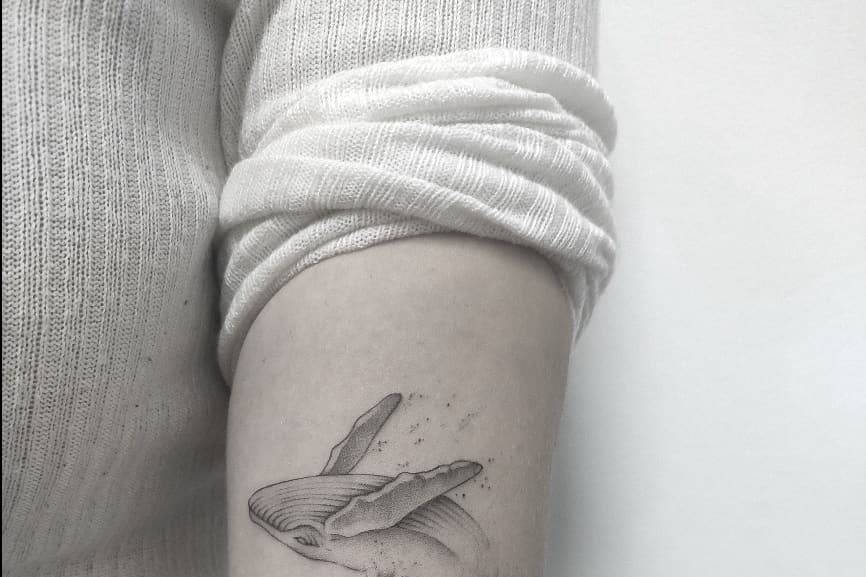 Ballena Fine Line