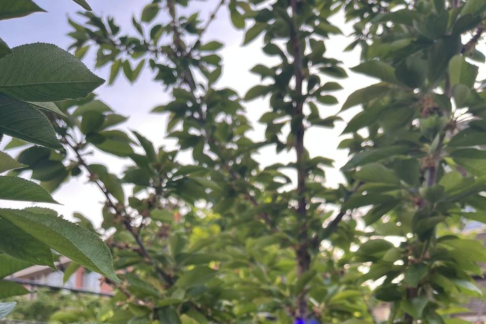 Naturaleza
