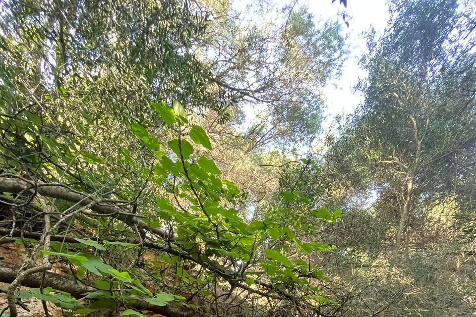 Campamento en bosque