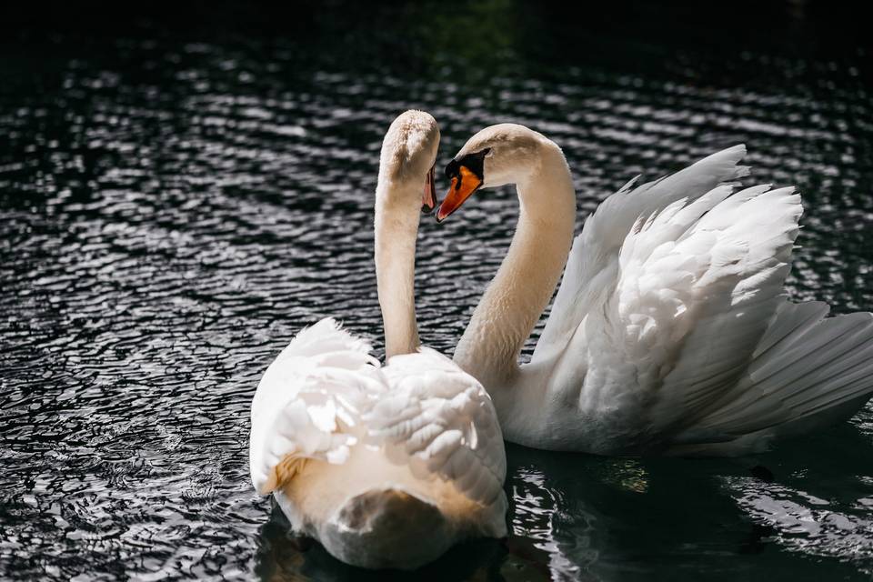 Swan love