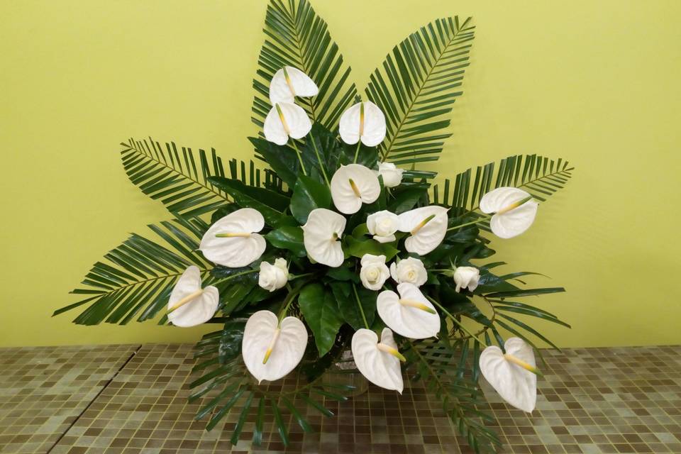 Creación de anthurium blanco