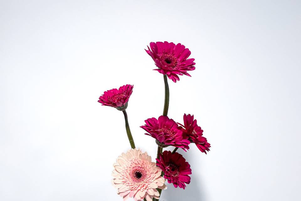 Ramo de gerberas