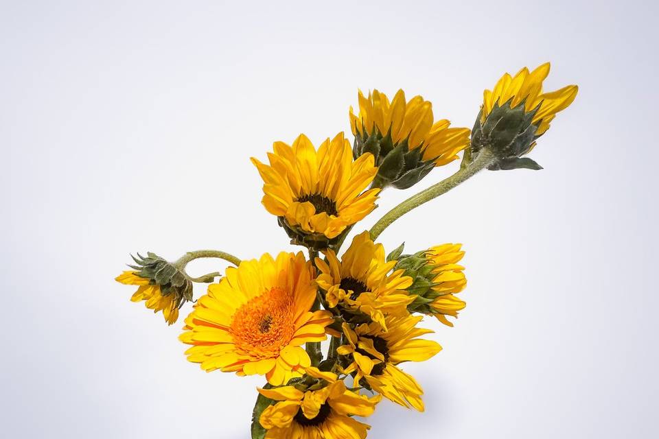 Ramo de girasoles con gerbera