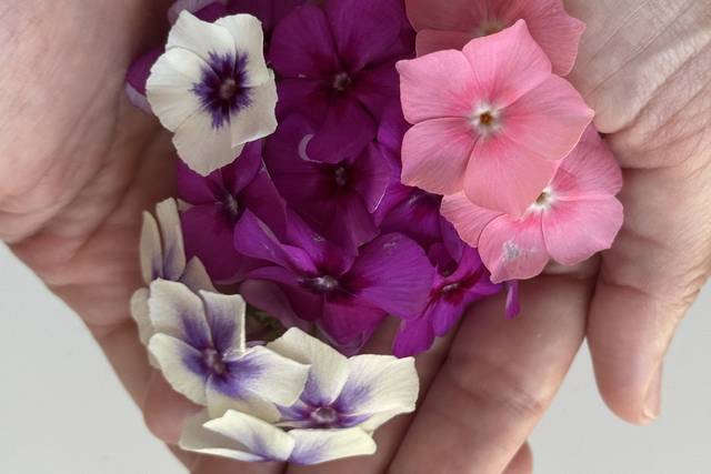 Flores Phlox
