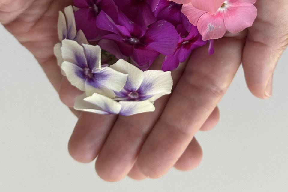 Flores Phlox