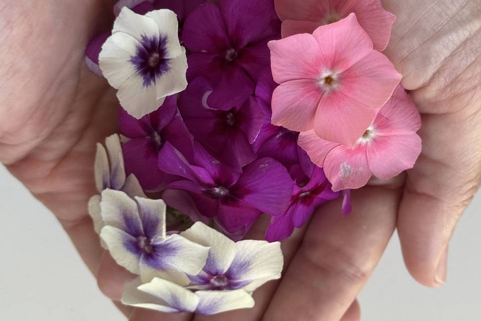 Flores Phlox