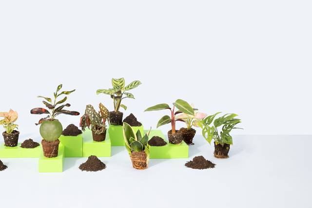 Miniplanta