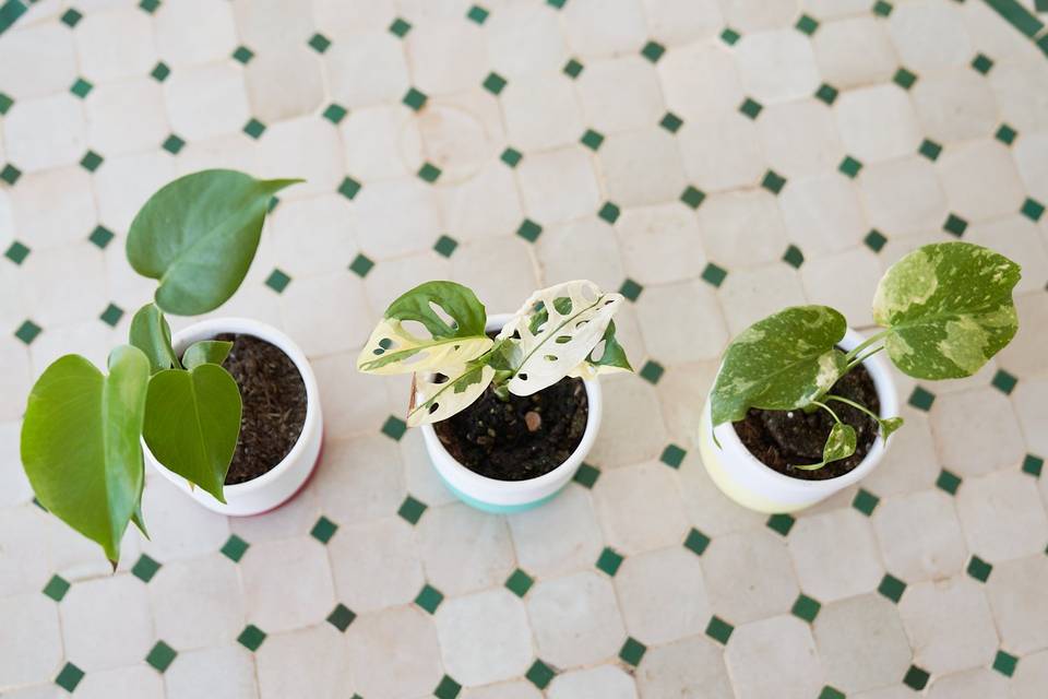 Las plantas más especiales