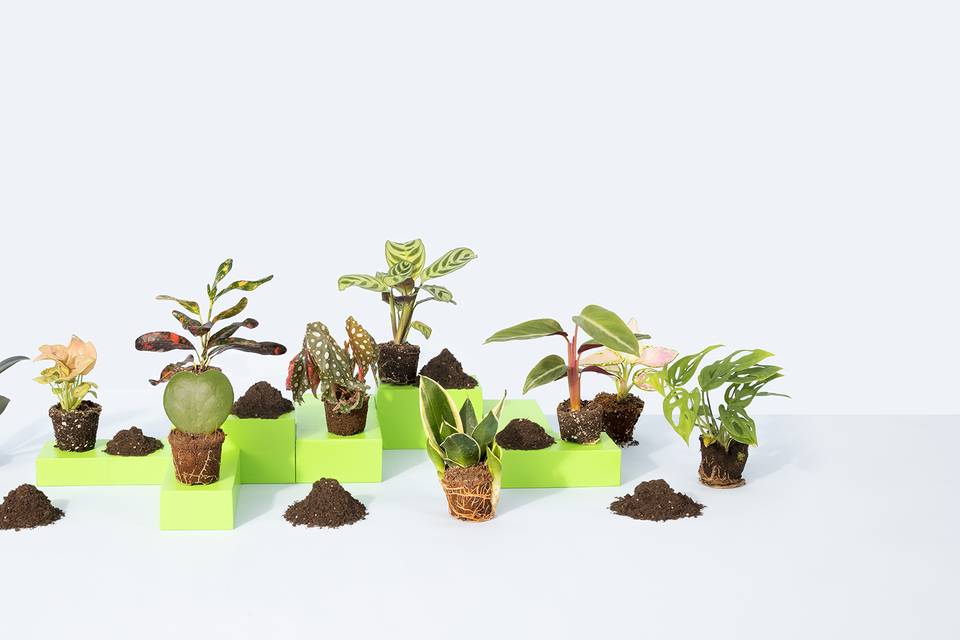 Miniplanta