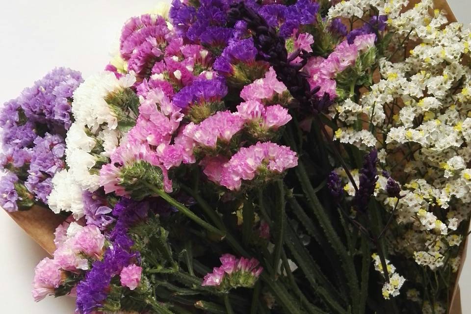 Limonium y simpre vivas