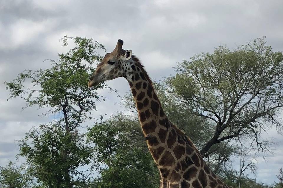 Jirafa en safari