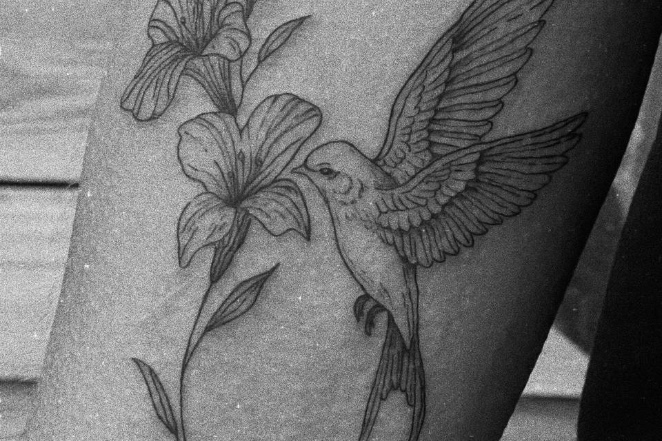 Pajaro