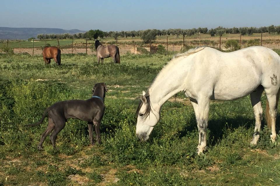 Finca Fuente Magán