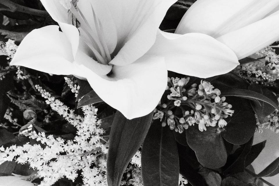 Flores