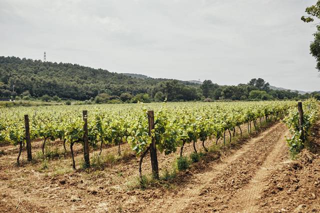 Nuestros viñedos