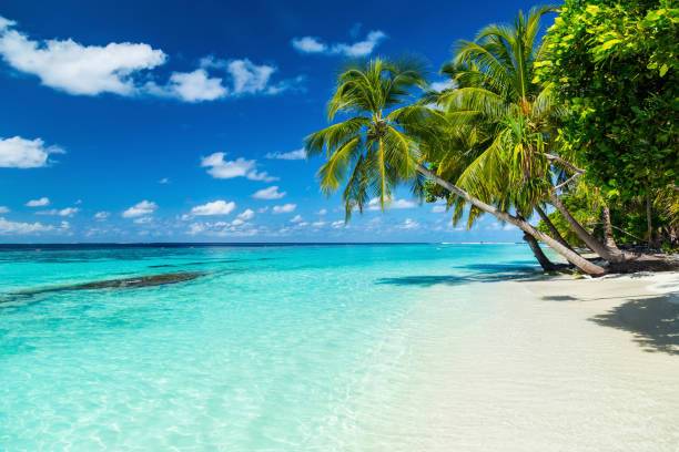 Caribe