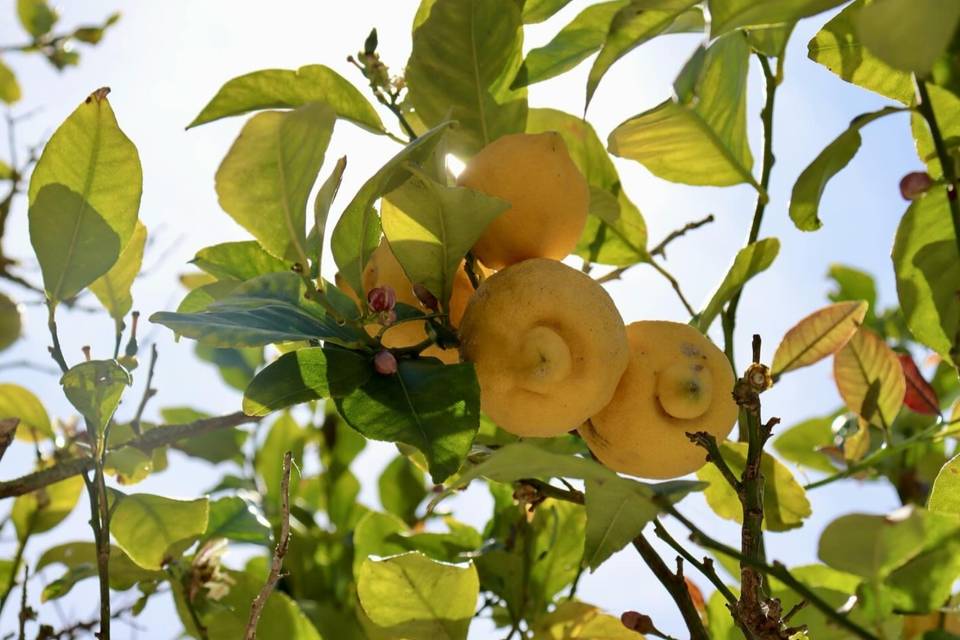 Limoneros
