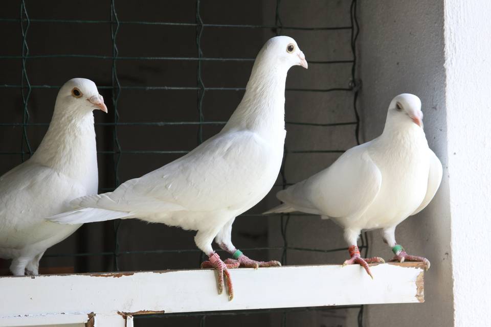 Palomas blancas