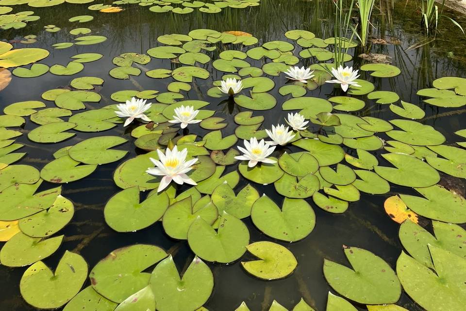Estanque de biodiversidad