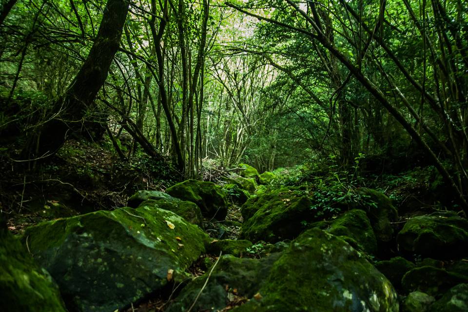 Bosque de la finca