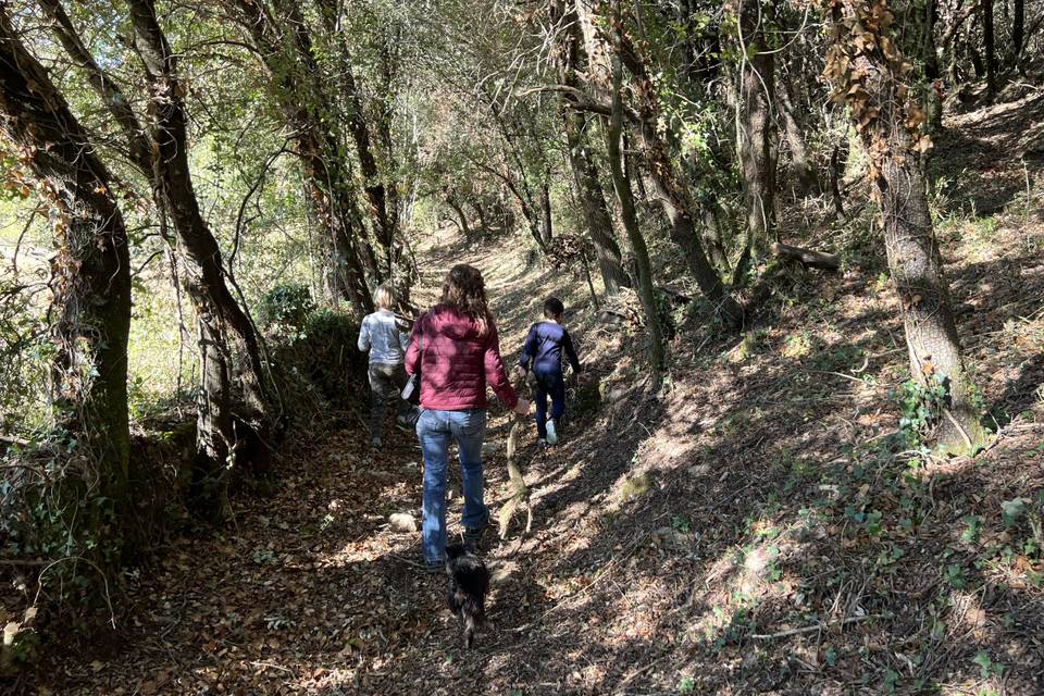 Caminos