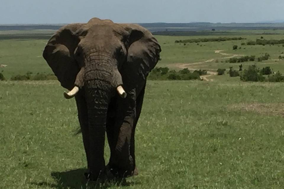 Masai Mara