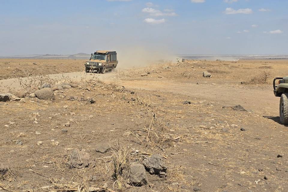 Safari en Tanzania