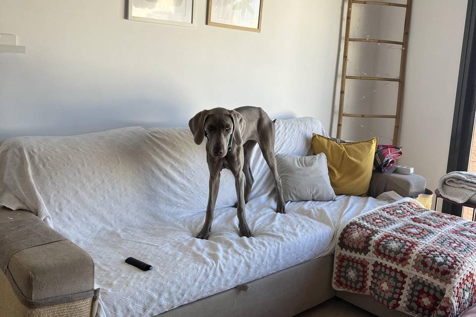 Indie