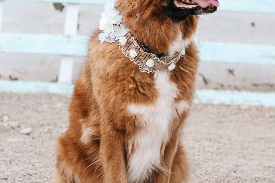 Canela posando bien guapa