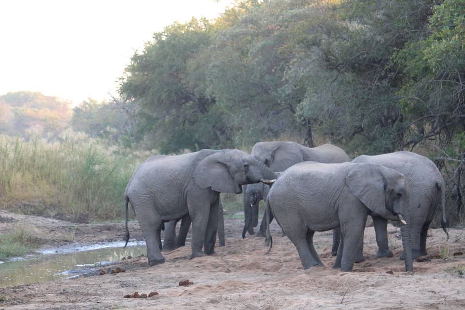 Sri Lanka