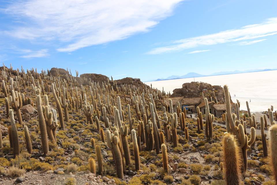 Isla Incahuasi Bolivia