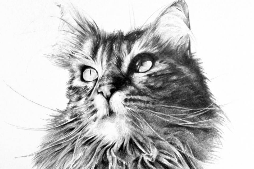 Mascota