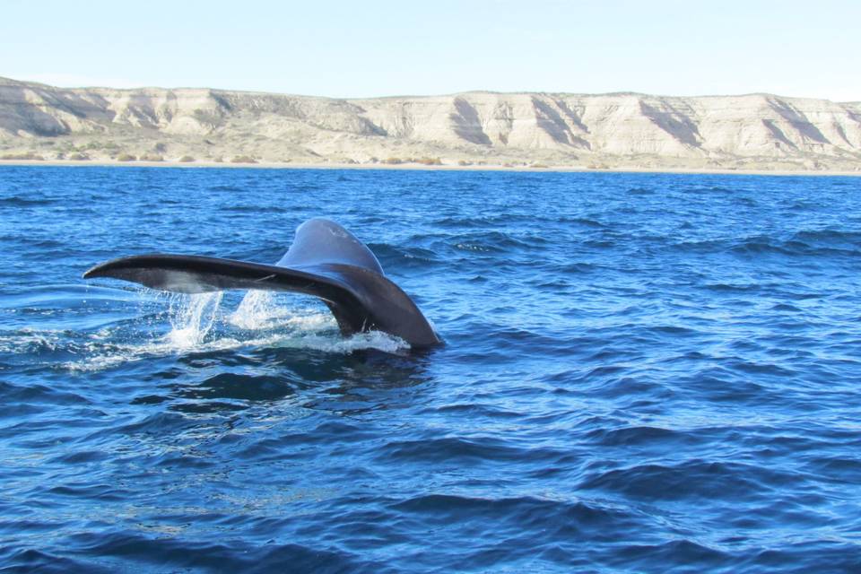 Vista de ballenas