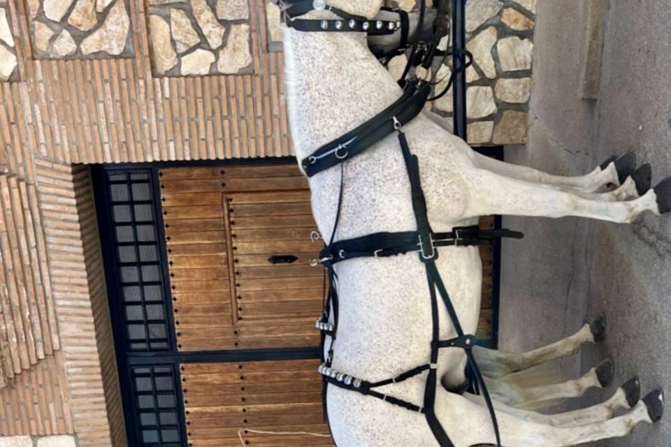 Carruaje de boda