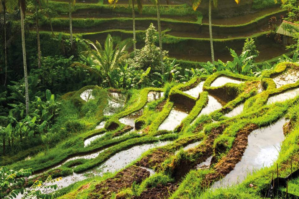 Bali