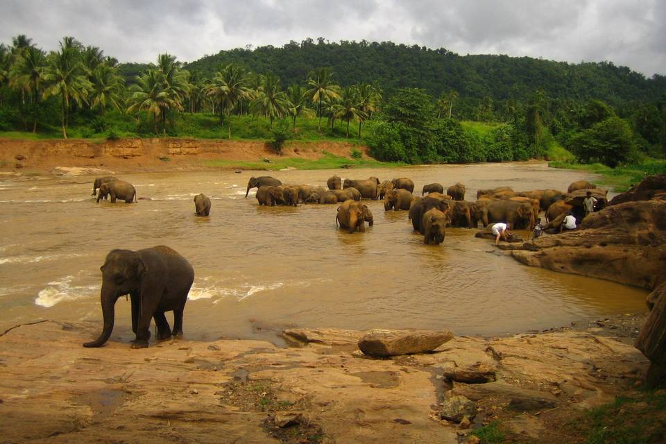 Elefantes - Sri lanka