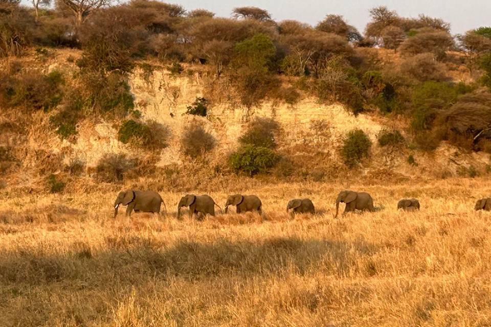 Tarangire