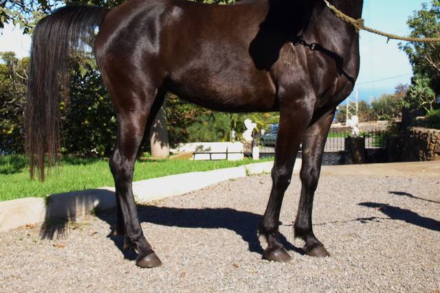 Caballo